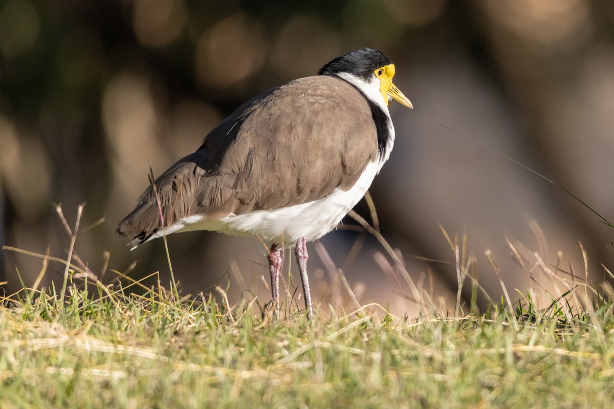 Masked Lapwing - ML645684132