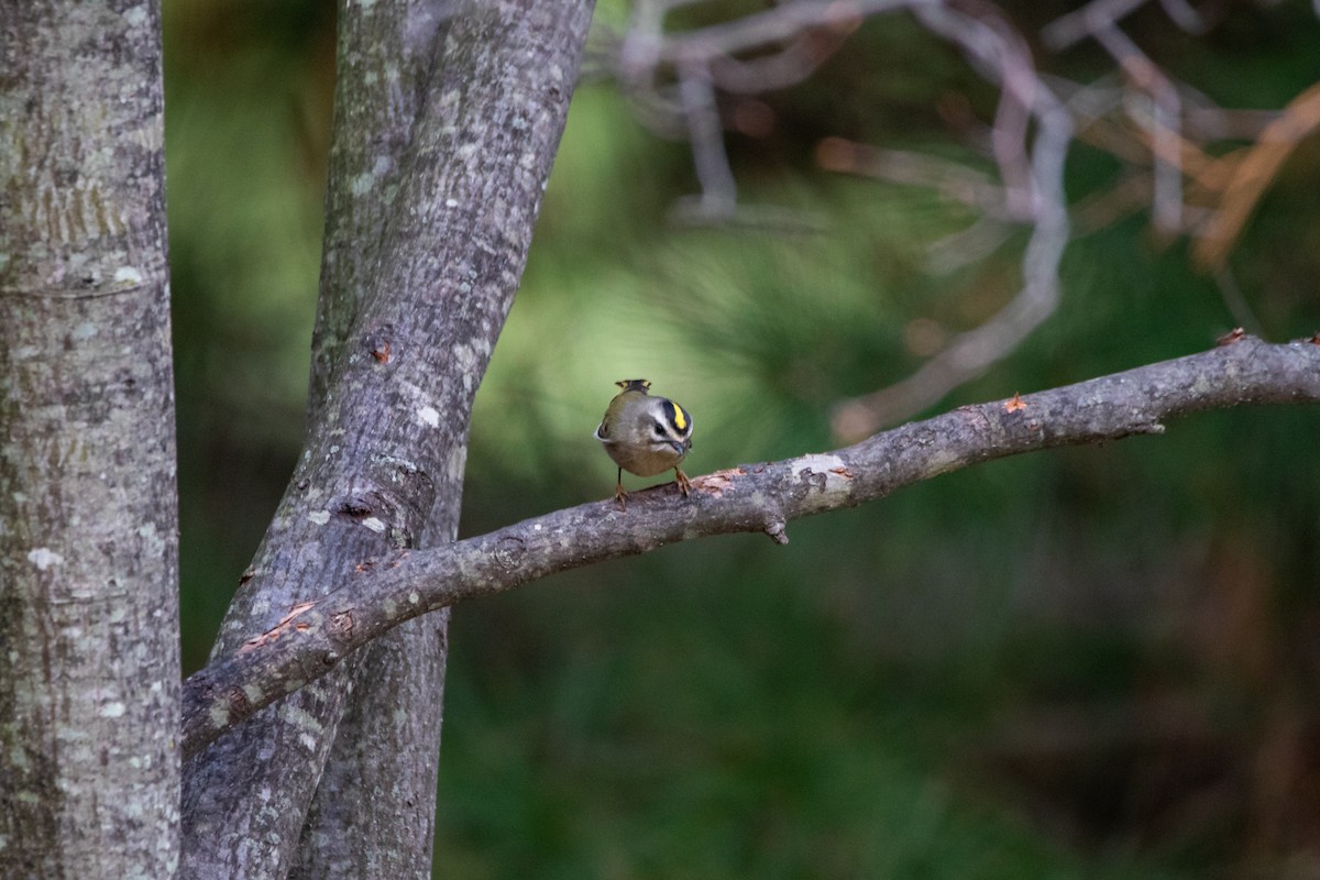 Golden-crowned Kinglet - ML645684144
