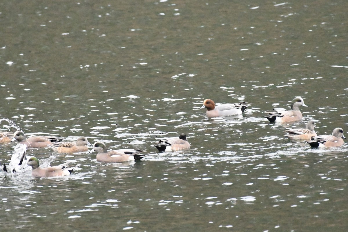 Eurasian Wigeon - ML645684149