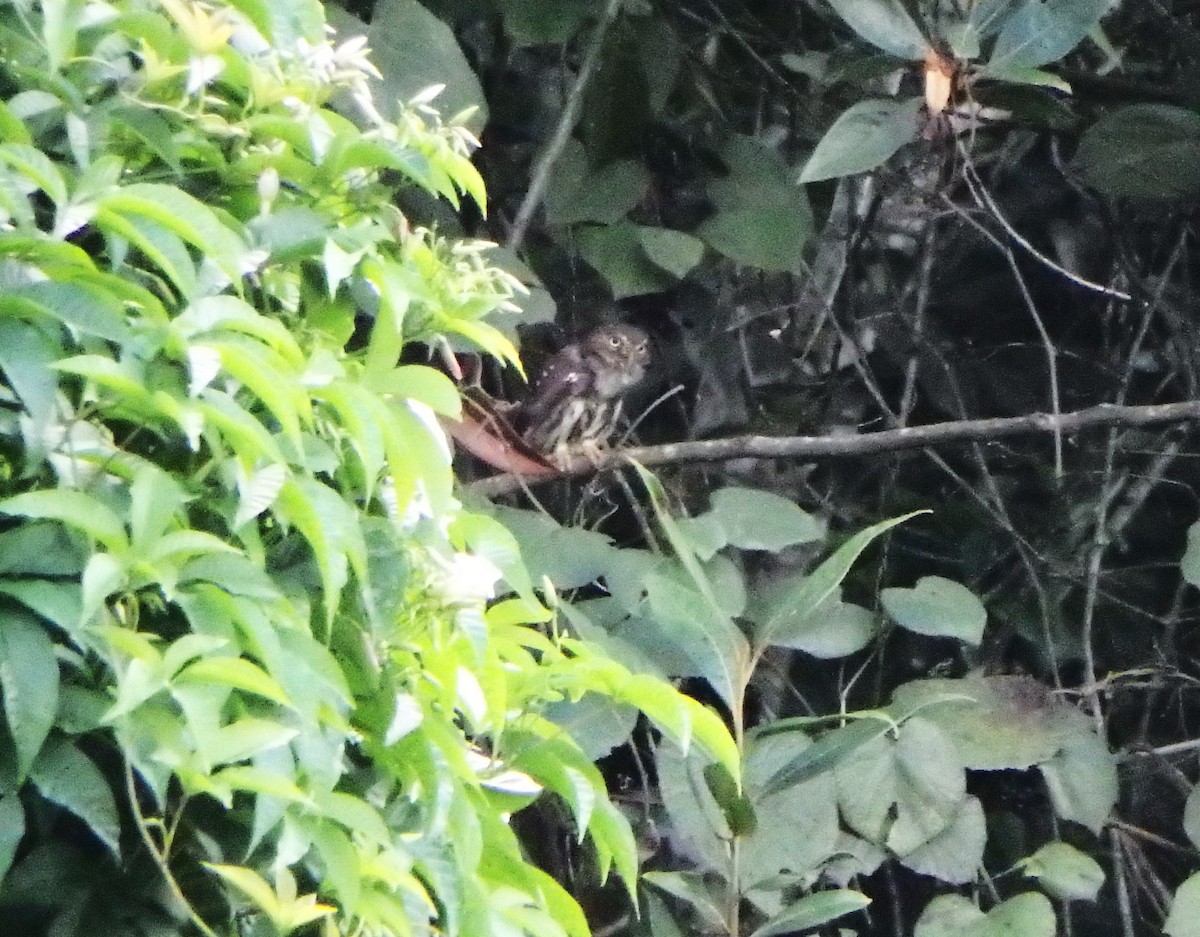 Сичик-горобець рудий - ML645684155