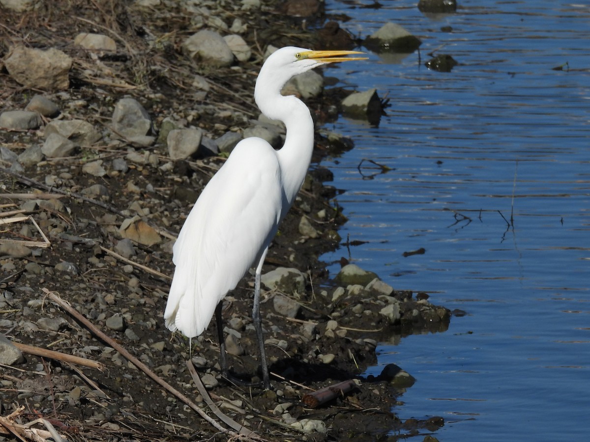 Чапля велика - ML645684157