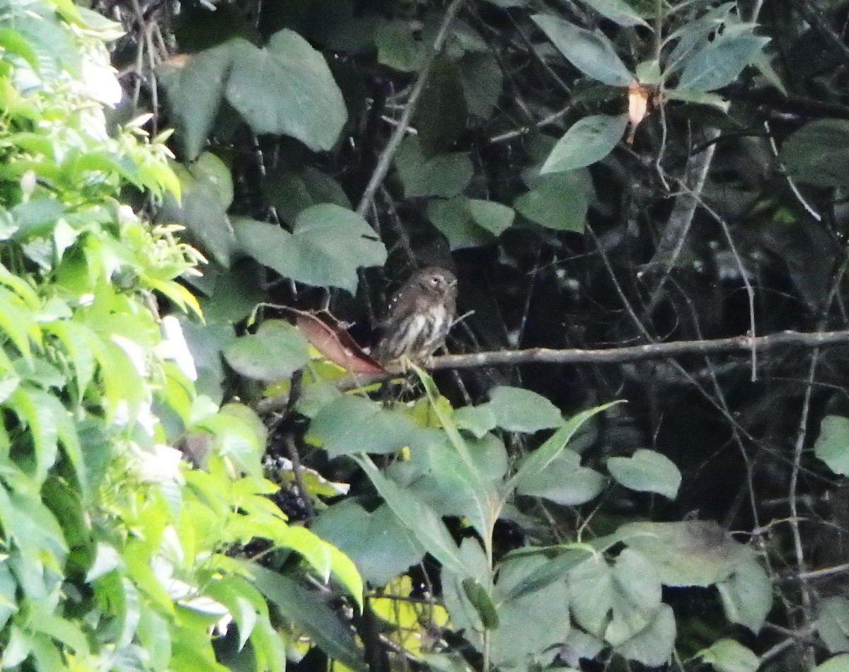 Сичик-горобець рудий - ML645684158