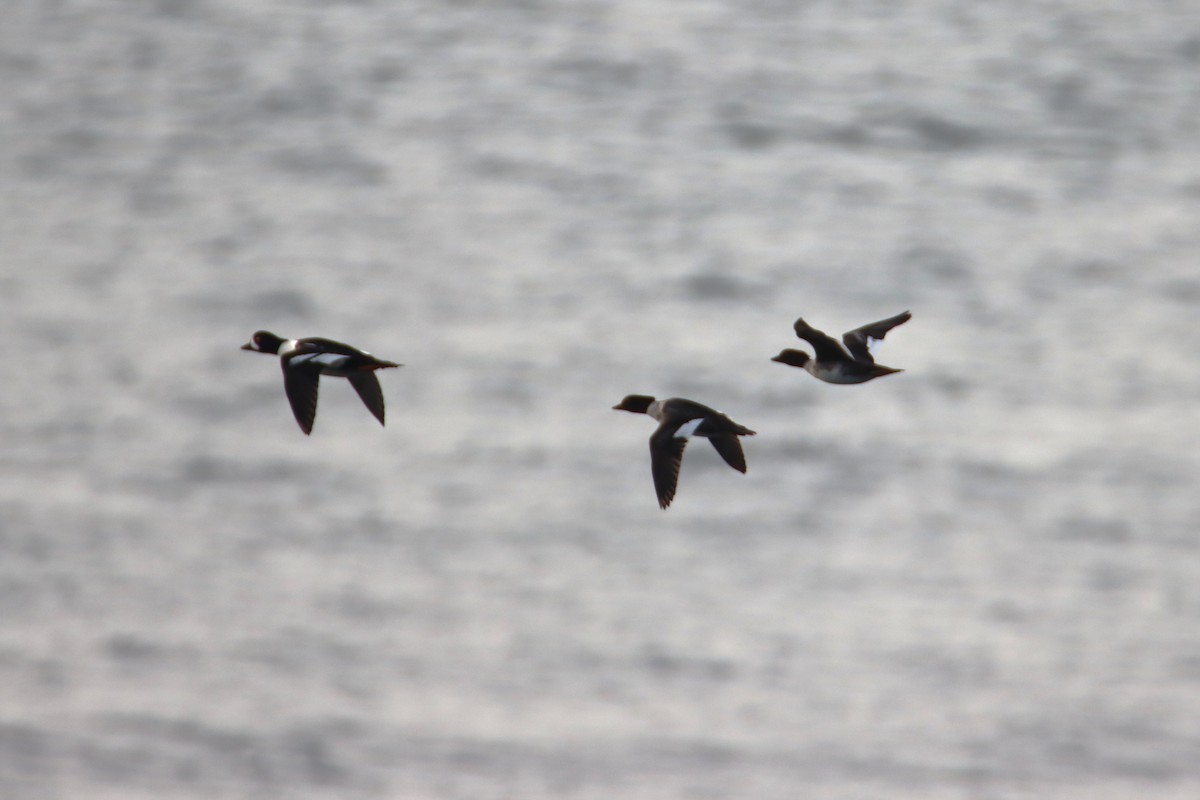 Гоголь ісландський - ML645684159