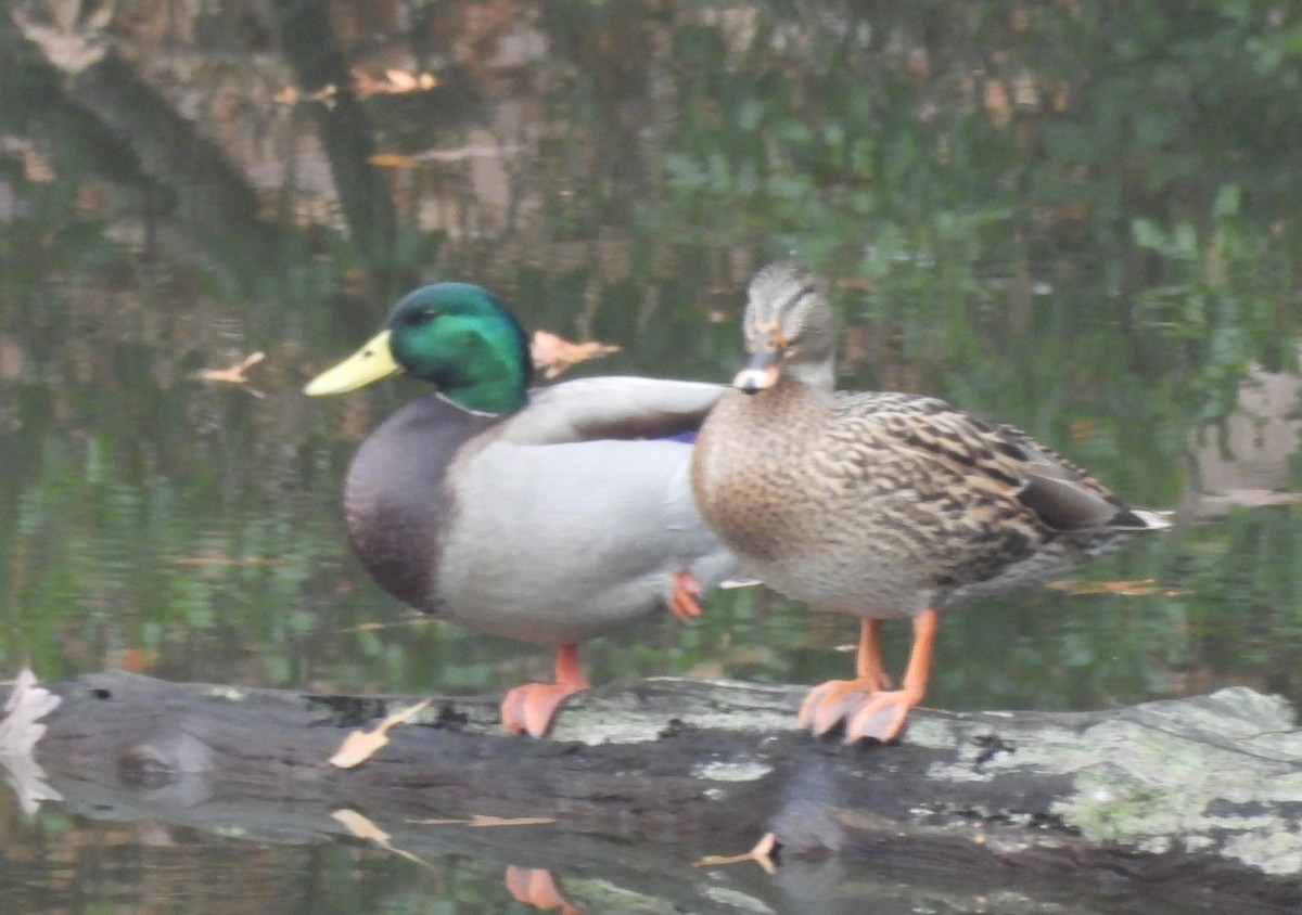 Крижень звичайний - ML645684160