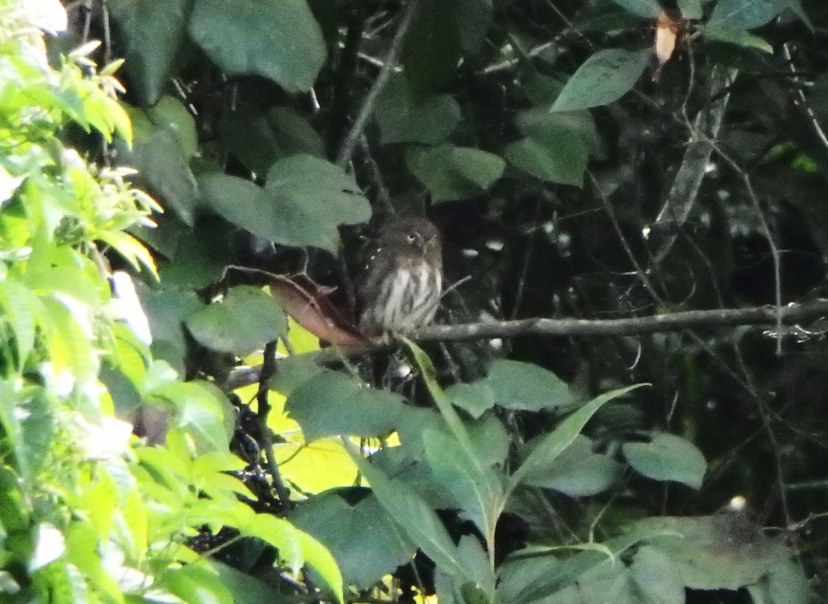 Сичик-горобець рудий - ML645684161