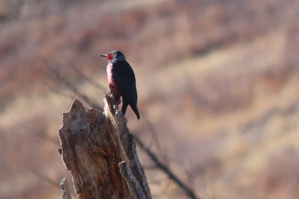 Lewis's Woodpecker - ML645684162