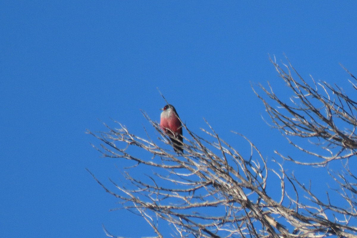 Lewis's Woodpecker - ML645684164