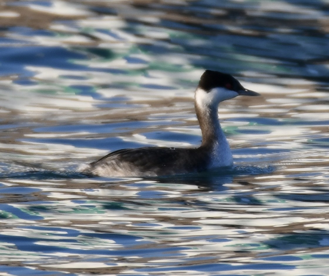Пірникоза червоношия - ML645684166