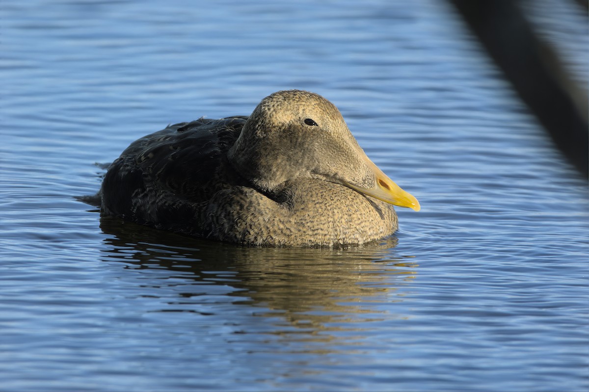 Edredone - ML645684168