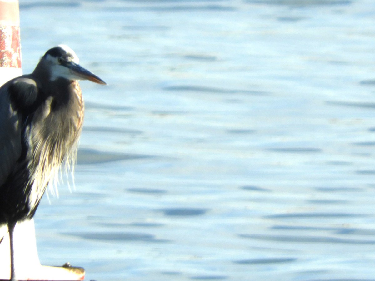 Чапля північна - ML645684169