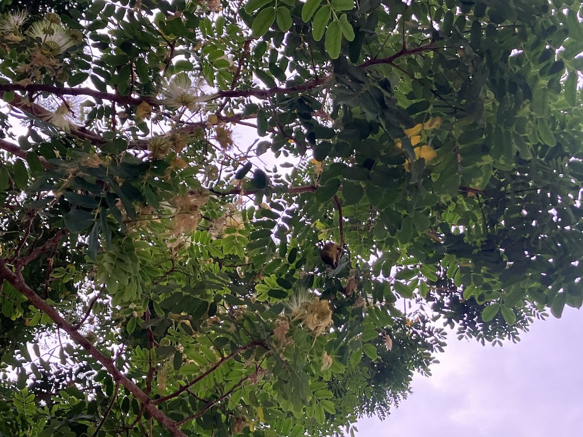 Ткачик тонкодзьобий - ML645684170