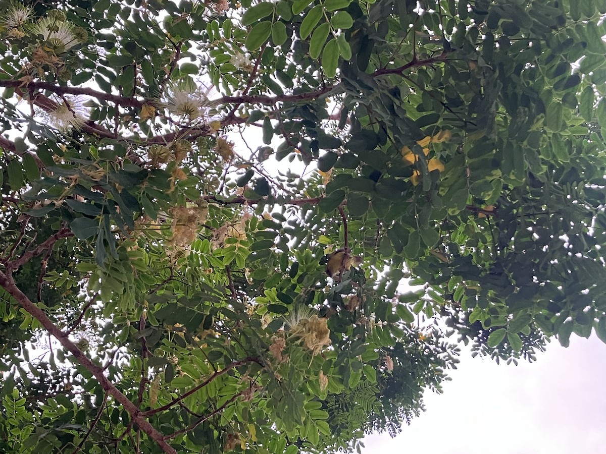 Ткачик тонкодзьобий - ML645684171