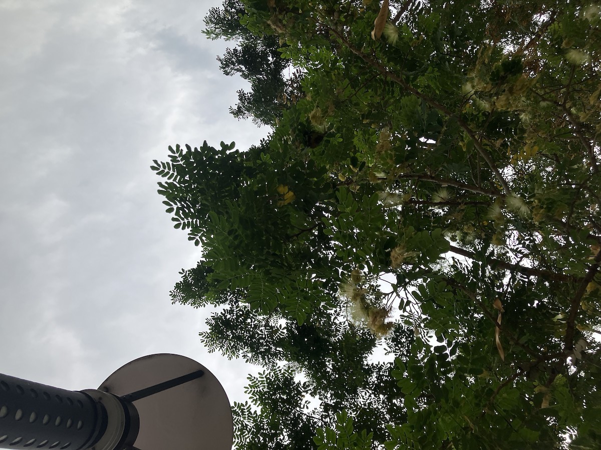 Ткачик тонкодзьобий - ML645684172