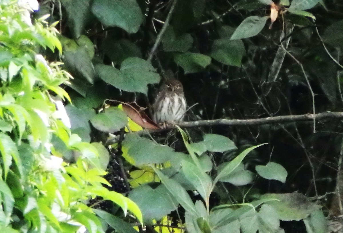 Сичик-горобець рудий - ML645684173