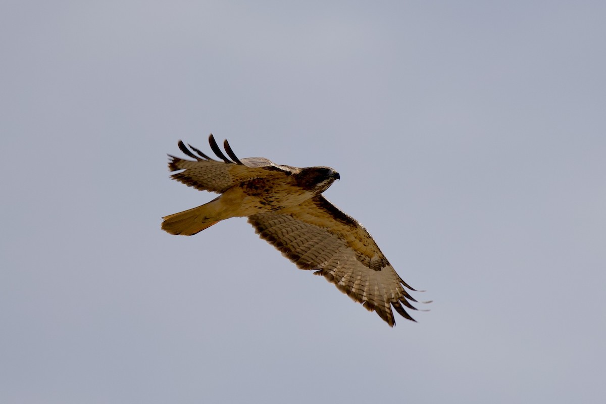 Канюк неоарктичний - ML645684174