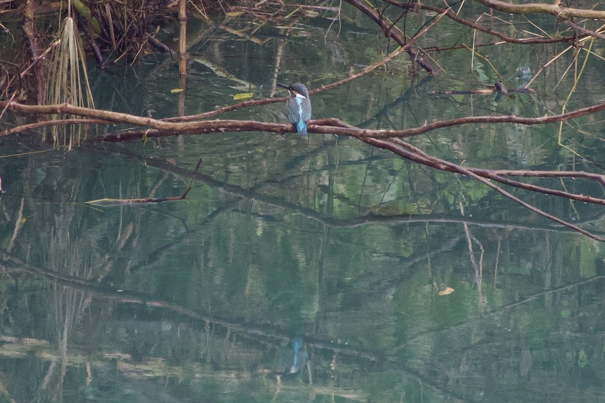 Рибалочка блакитний - ML645684175