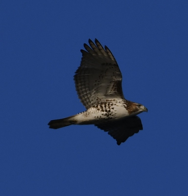 Канюк неоарктичний - ML645684177