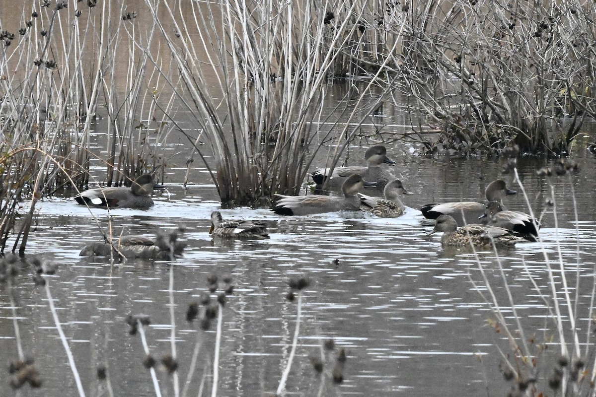 Нерозень - ML645684178