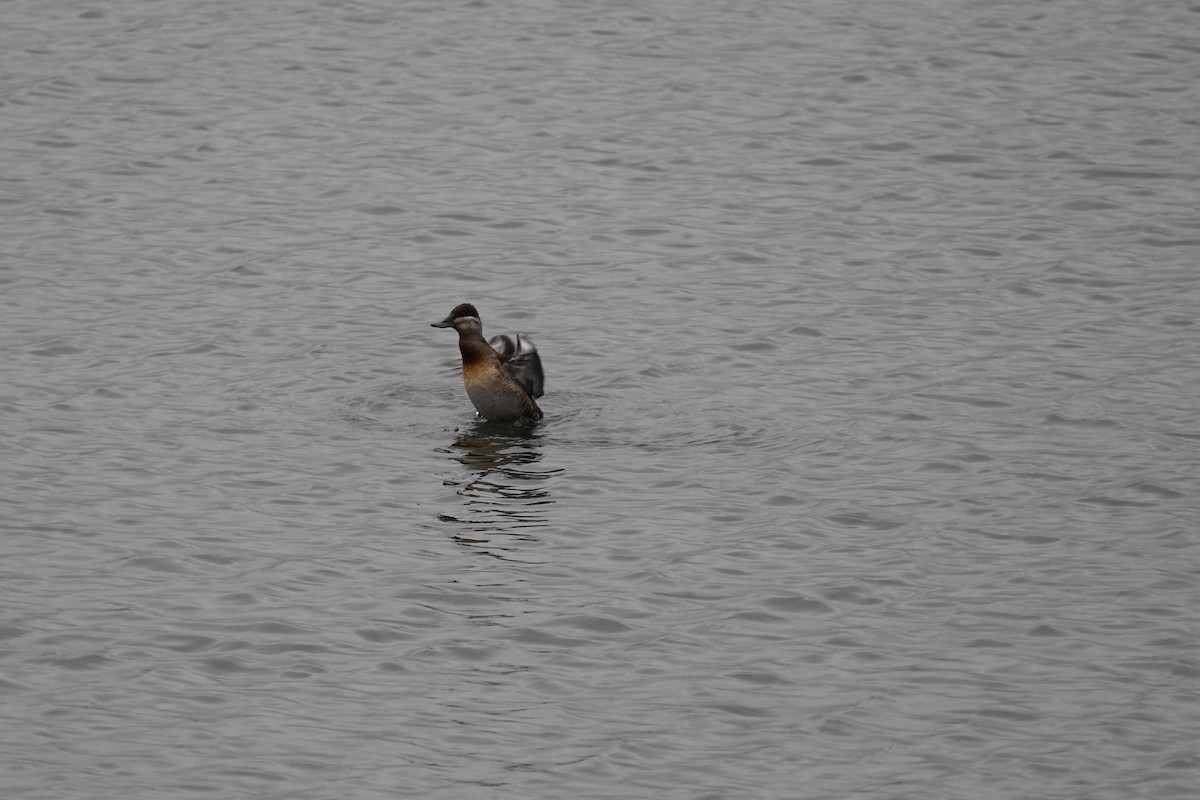 Савка американська - ML645684179