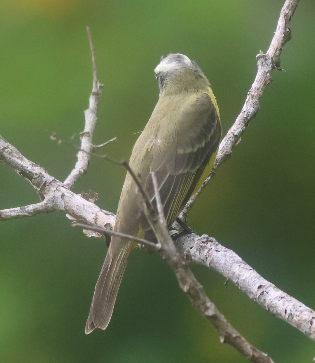 Фрутеро темнощокий - ML645684183