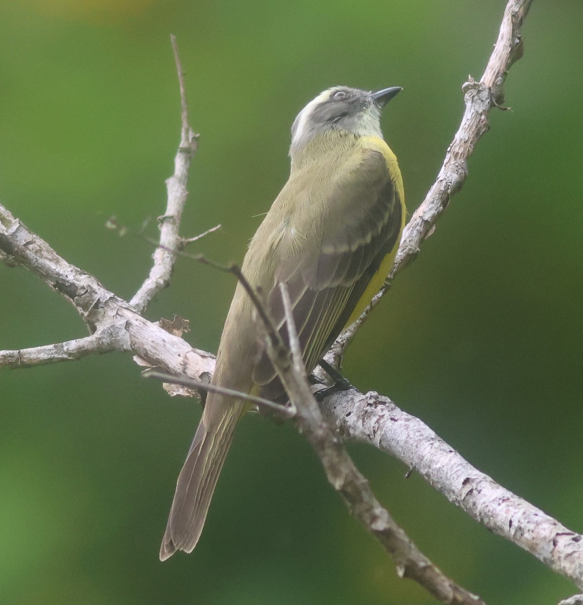 Фрутеро темнощокий - ML645684184