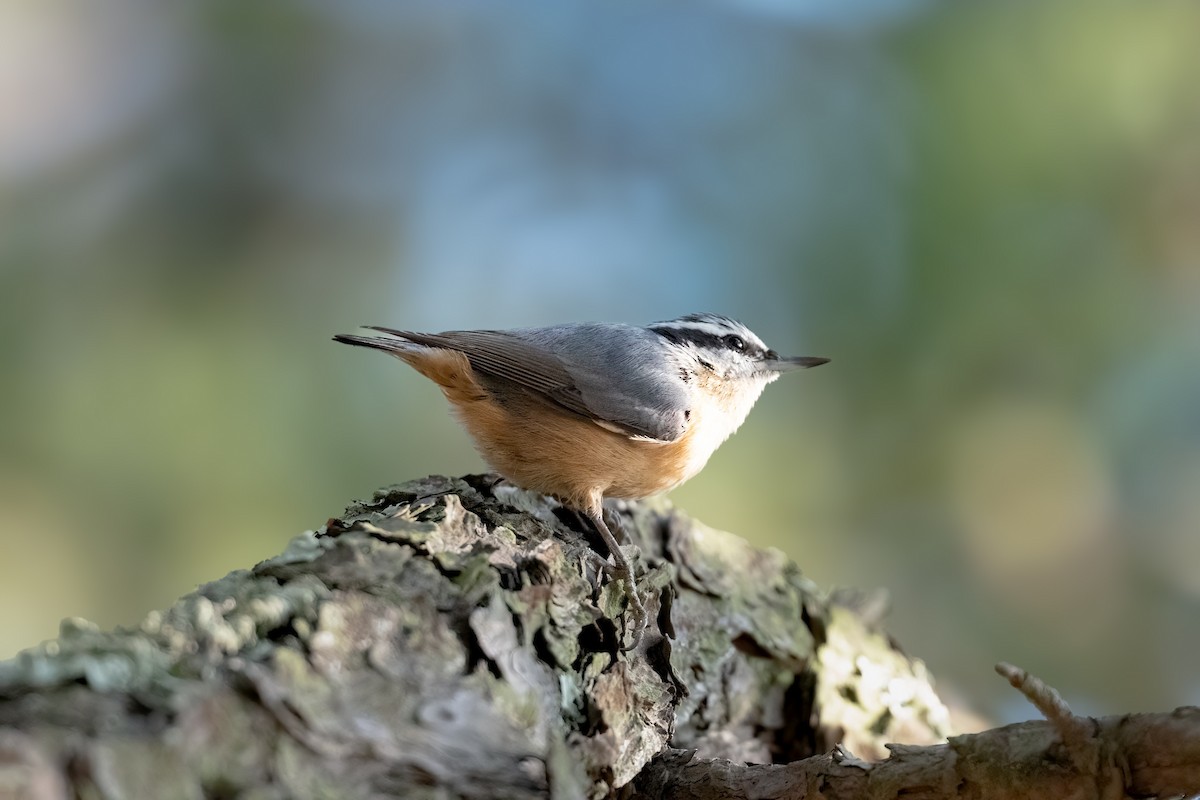 Повзик канадський - ML645684186