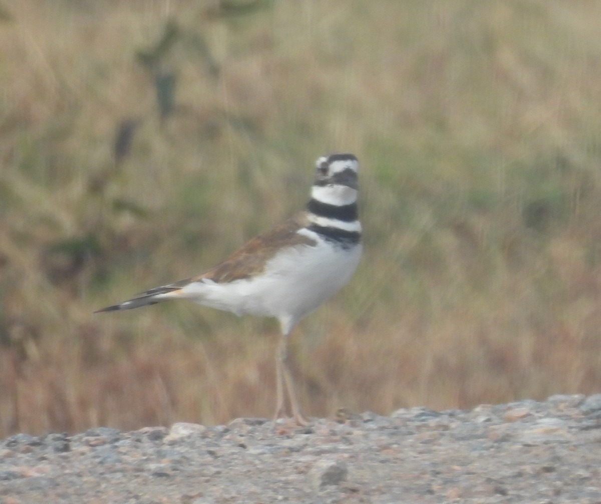 Пісочник крикливий - ML645684187