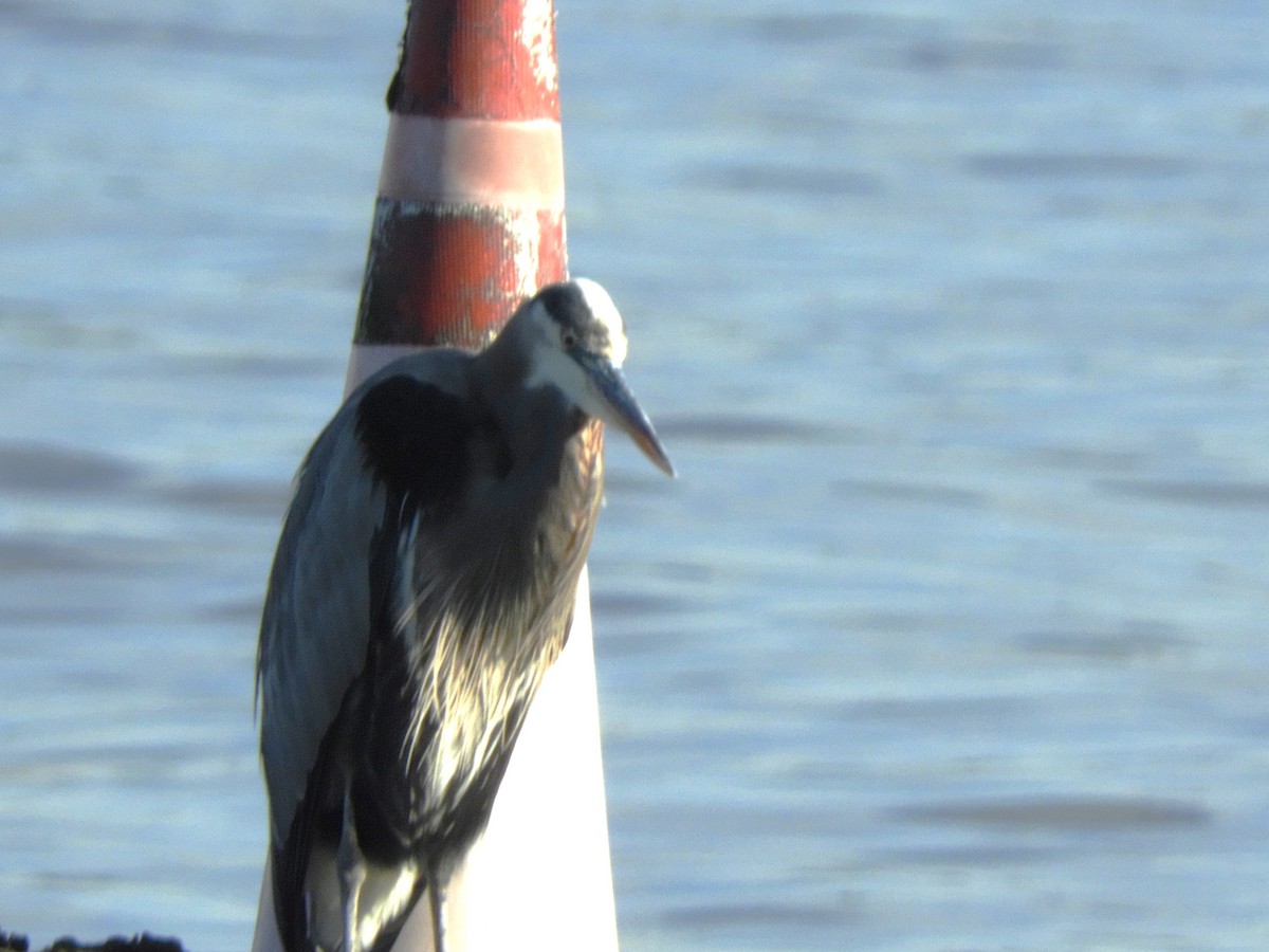 Чапля північна - ML645684188