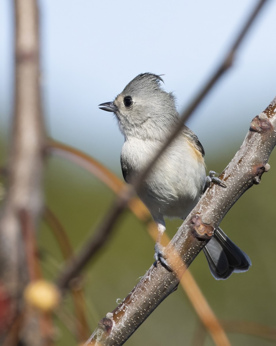 Синиця гострочуба x чорночуба - ML645684190