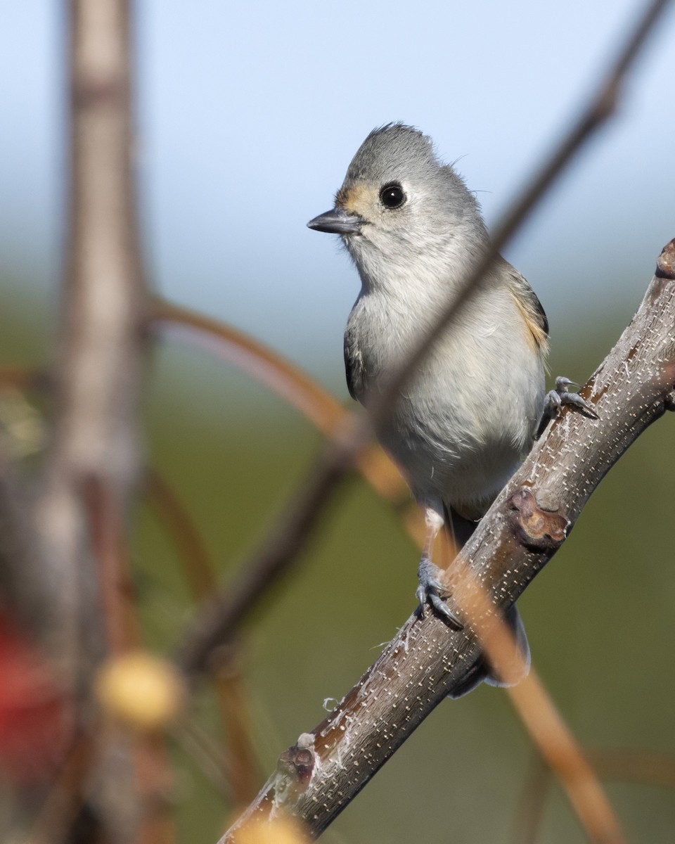 Синиця гострочуба x чорночуба - ML645684191