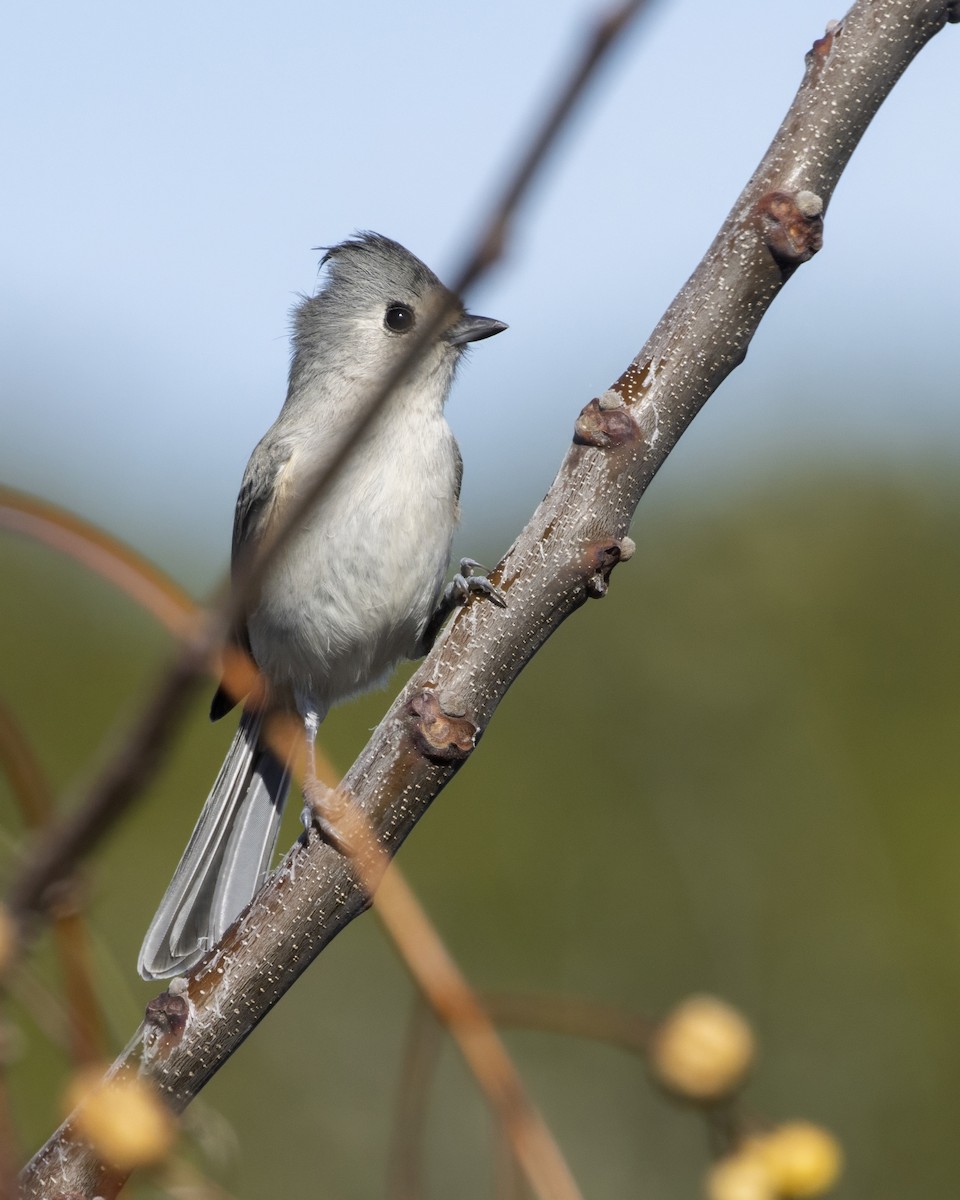 Синиця гострочуба x чорночуба - ML645684192