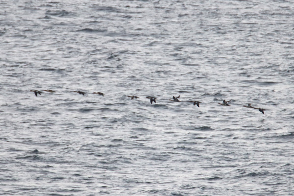 Крех середній - ML645684195