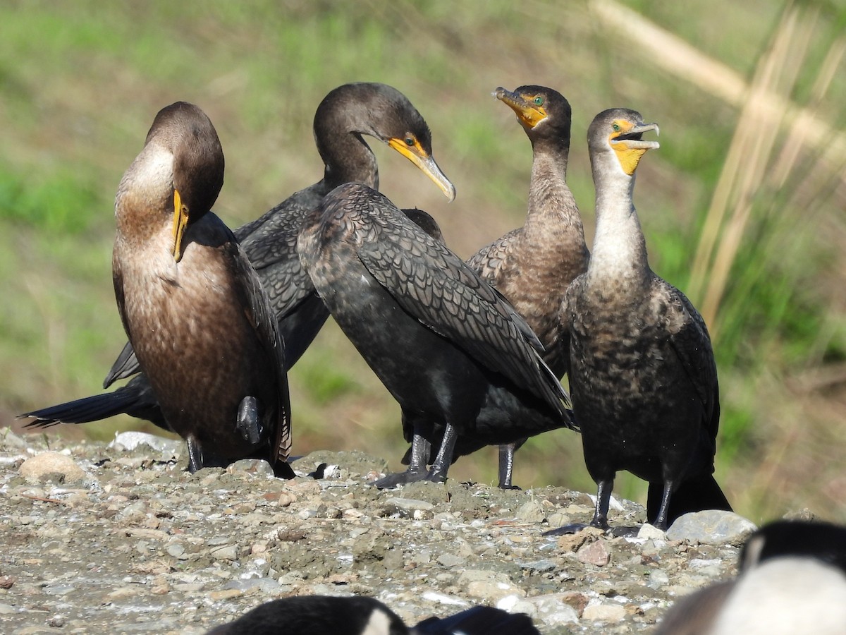 Баклан вухатий - ML645684199