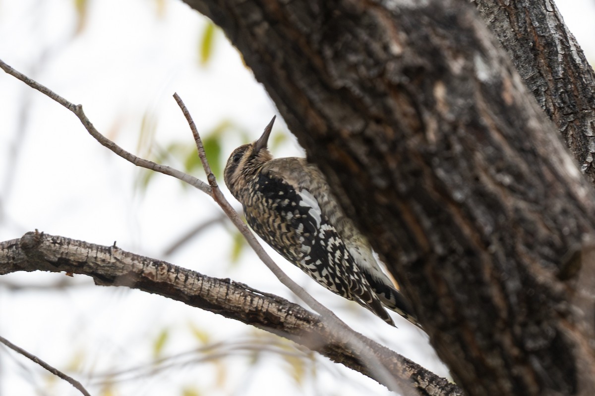 Yellow-bellied Sapsucker - ML645684205