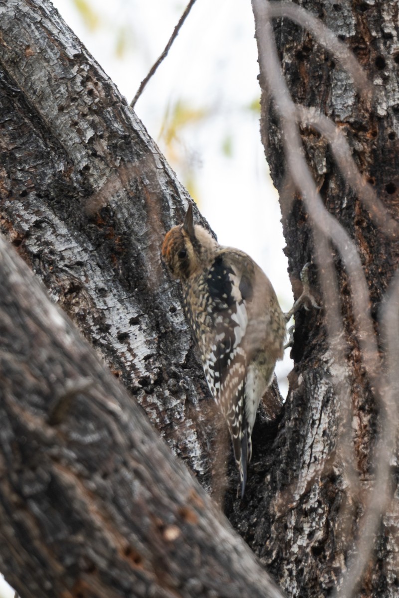 Yellow-bellied Sapsucker - ML645684206