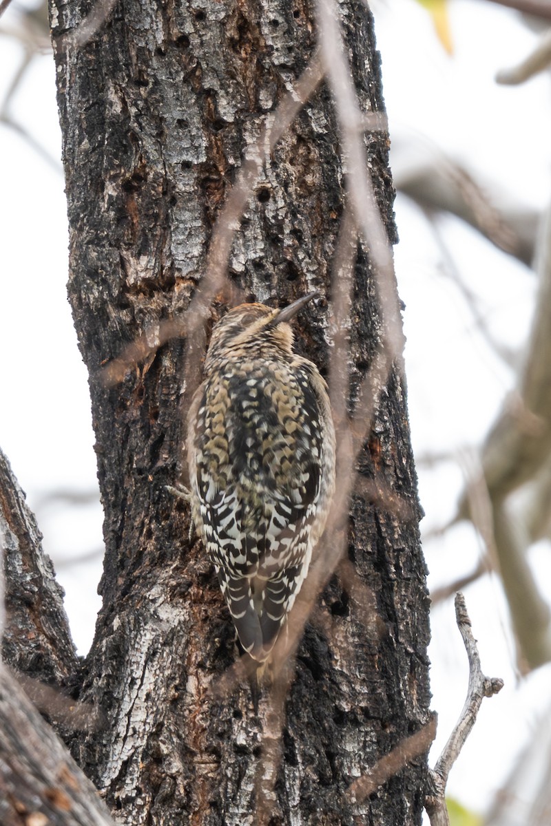 Yellow-bellied Sapsucker - ML645684207
