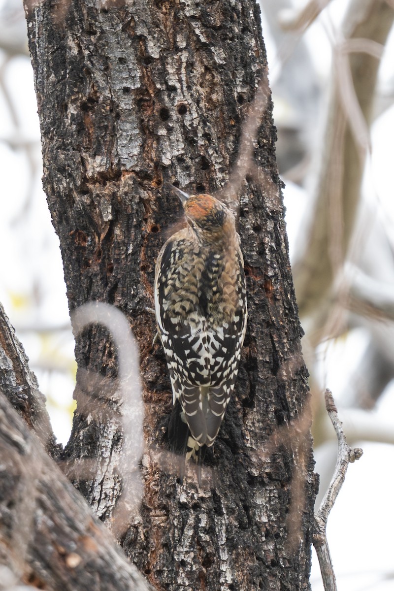 Yellow-bellied Sapsucker - ML645684208