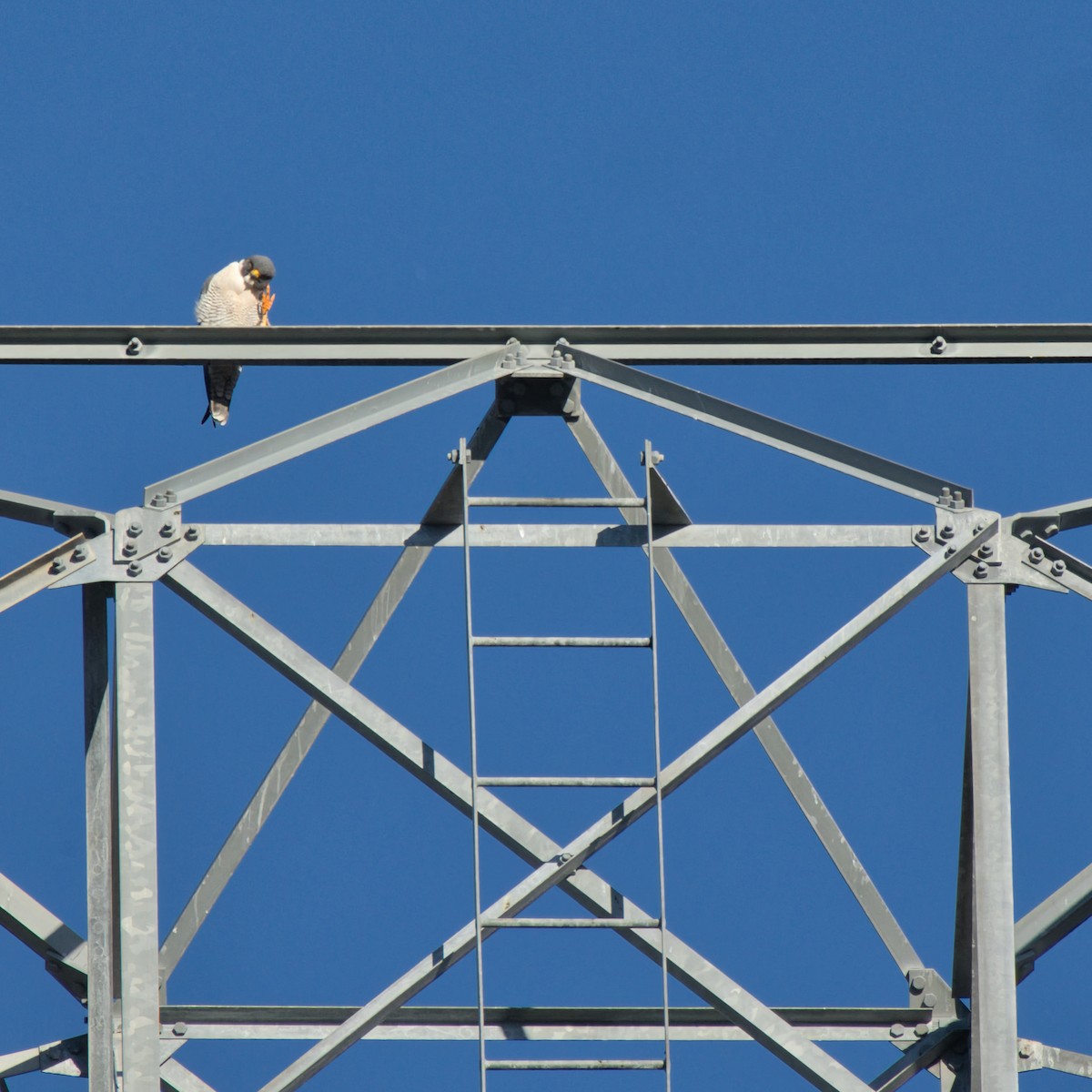 遊隼 - ML645684242