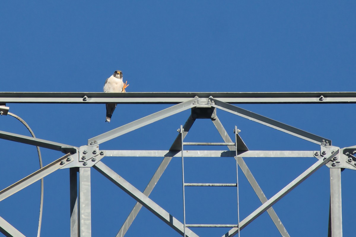 遊隼 - ML645684243