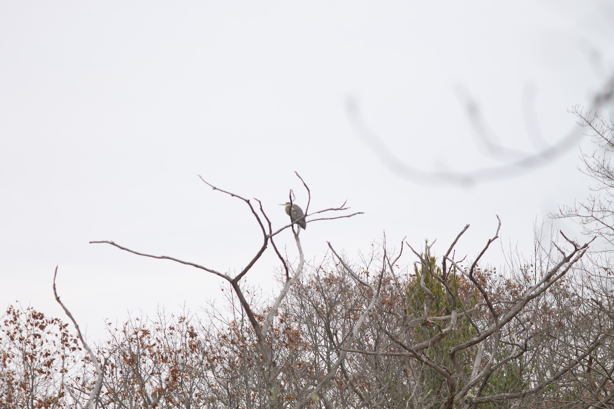 Koartza hauskara amerikarra - ML645684246