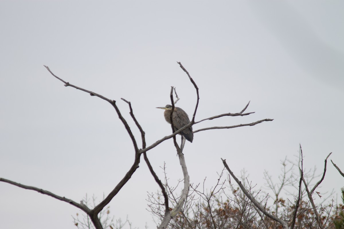 Koartza hauskara amerikarra - ML645684247