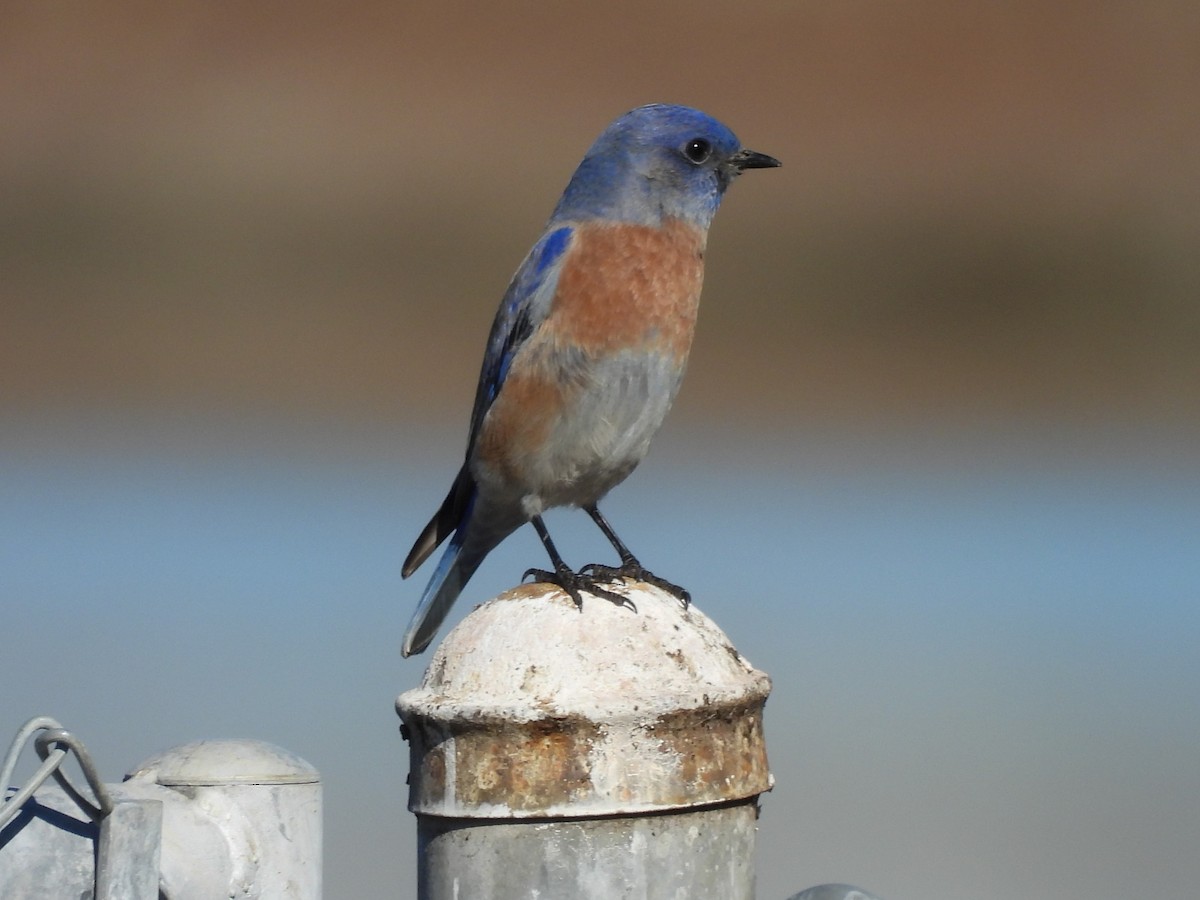 Western Bluebird - ML645684255