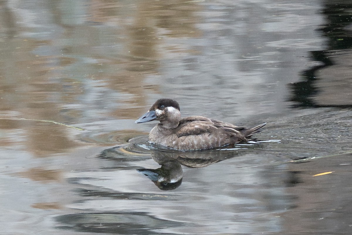 Surf Scoter - ML645684256
