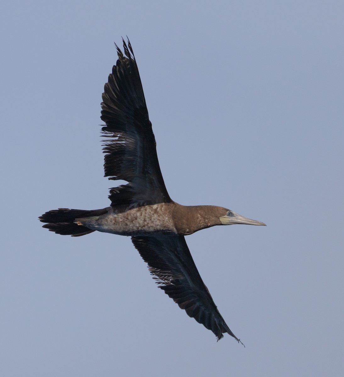 Cocos Booby - ML645684262