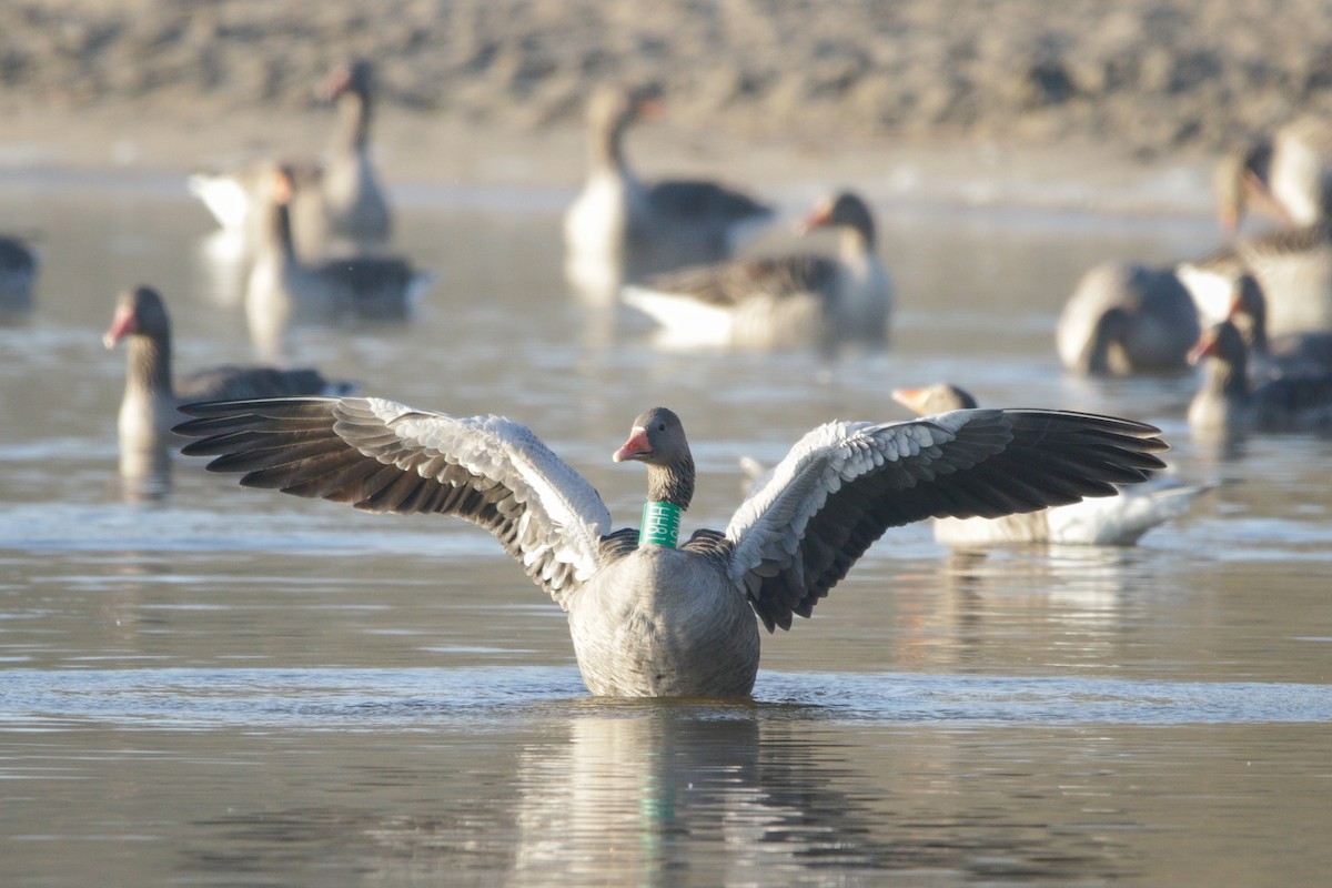 Graylag Goose - ML645684265