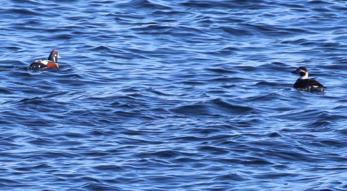 Ahate arlekina - ML645684269