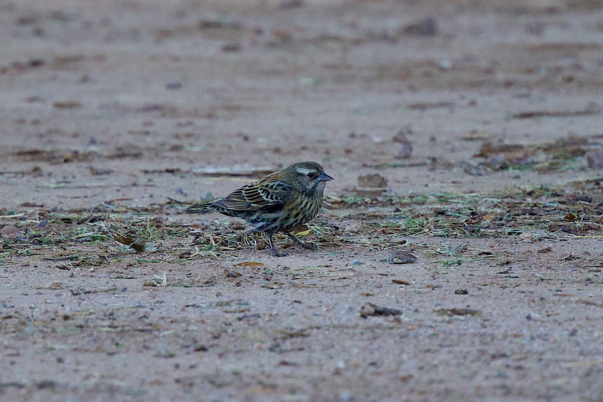 Red-winged Blackbird - ML645684278