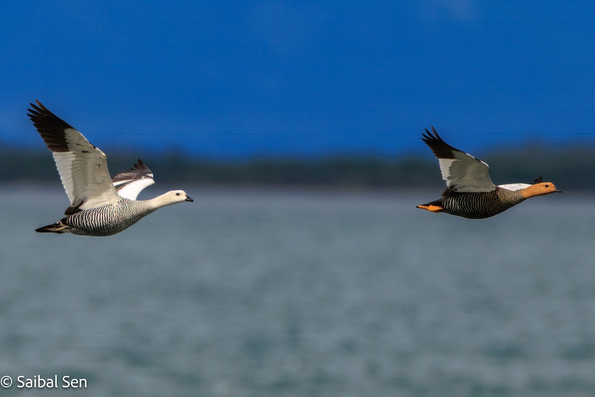 sebragås - ML645684281