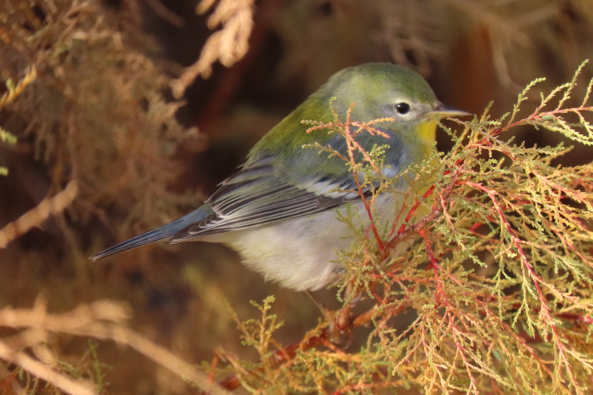 Northern Parula - ML645684283