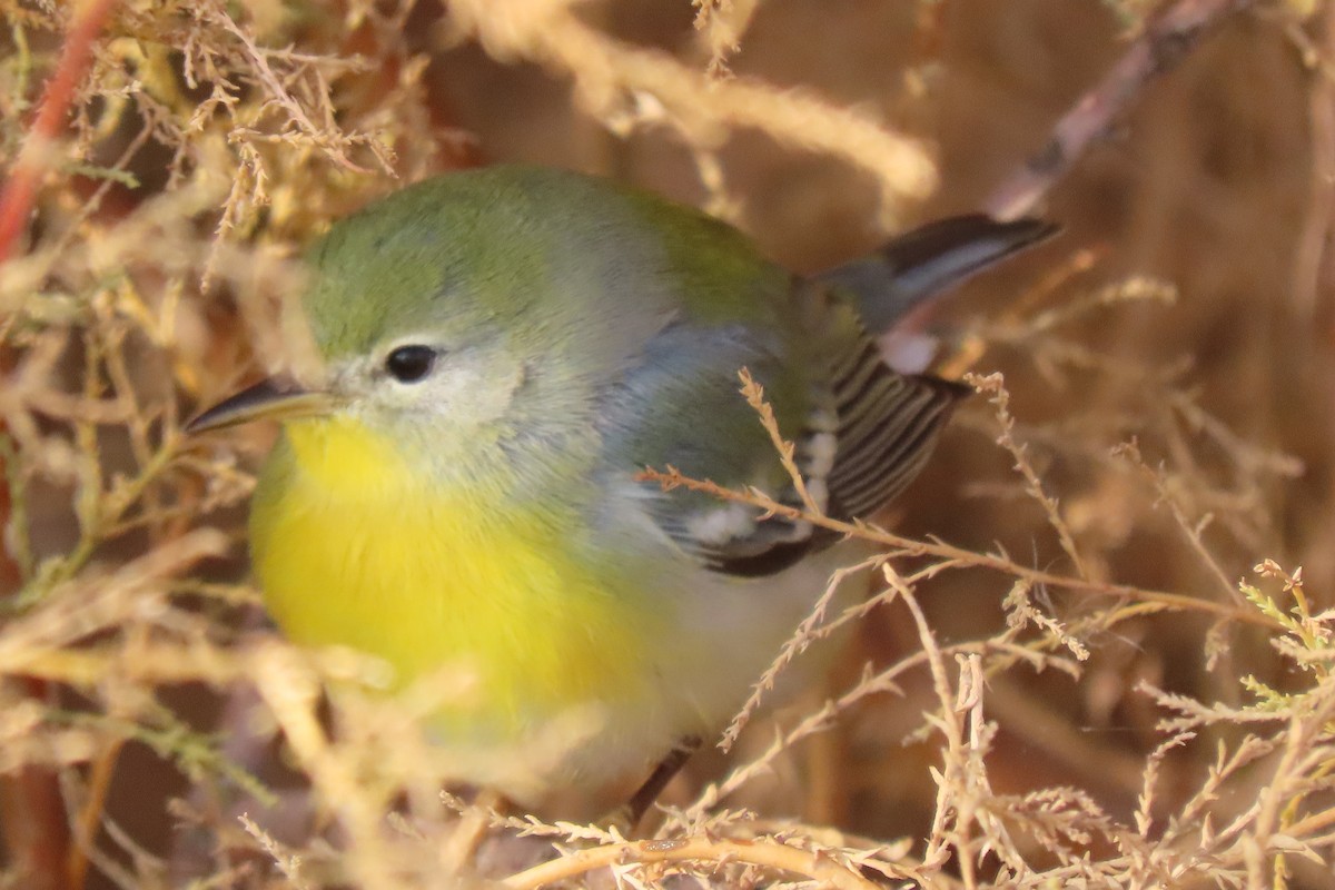 Northern Parula - ML645684284